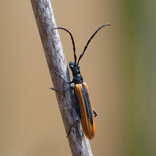 Stenoderus suturalis, Cerambycidae, Tasmania