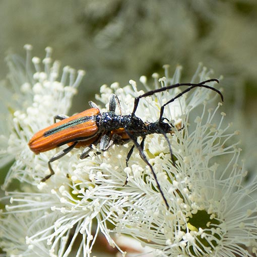 Stenoderus suturalis, Cerambycidae, Tasmania