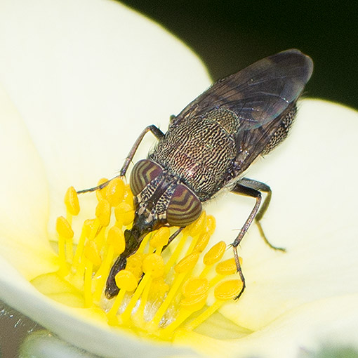 Stomorhina sp., Rhiniidae, Tasmania, fly