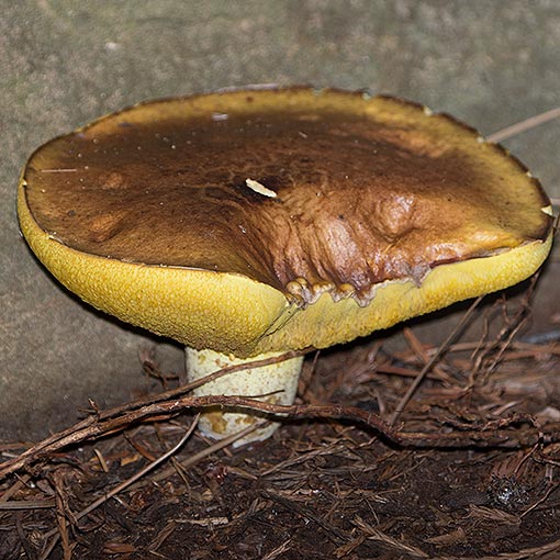 Suillus granulatus, fungi, Tasmania