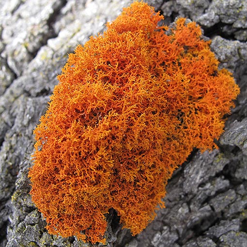 Teloschistes sp., lichen, Tasmania