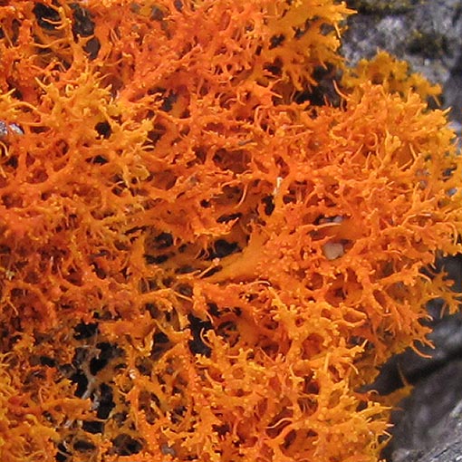 Teloschistes sp., lichen, Tasmania