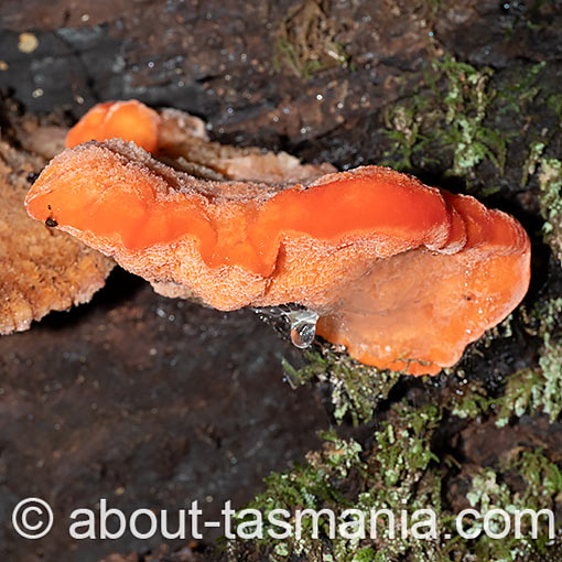 Tyromyces pulcherrimus, Aurantiporus pulcherrimus, fungi, Tasmania 