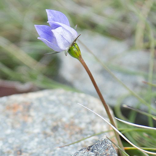 Wahlenbergia saxicola, Mountain Bluebell, Tasmania