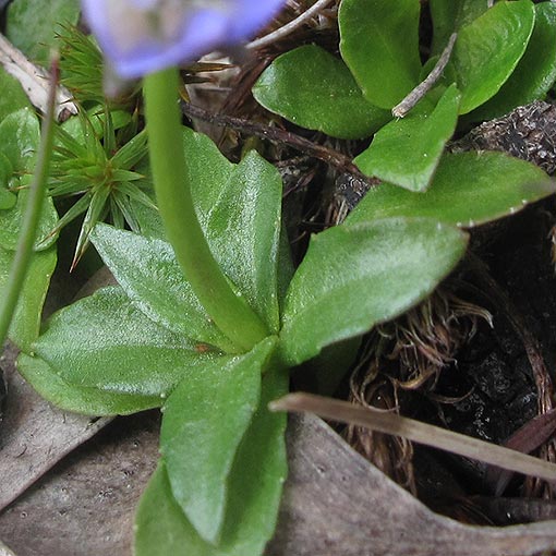 Wahlenbergia saxicola, Mountain Bluebell, Tasmania