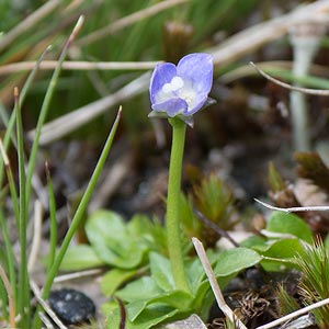 Wahlenbergia saxicola