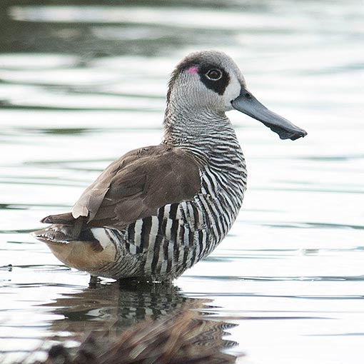  Pink-eared duck, Malacorhynchus membranaceus, Tasmania