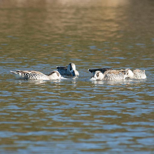  Pink-eared duck, Malacorhynchus membranaceus, Tasmania