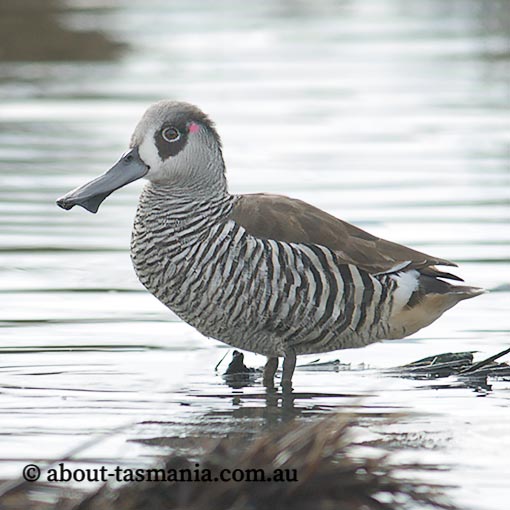  Pink-eared duck, Malacorhynchus membranaceus, Tasmania