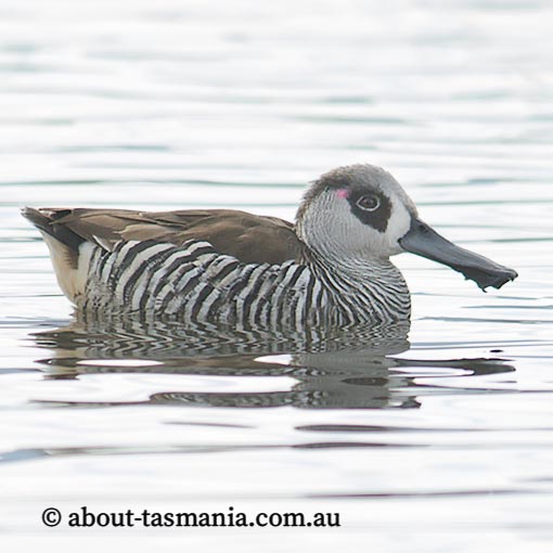  Pink-eared duck, Malacorhynchus membranaceus, Tasmania