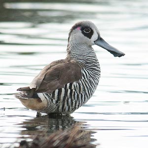 Pink-eared duck