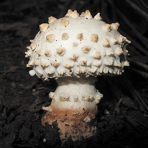 Amanita ochrophylloides, fungi, Tasmania