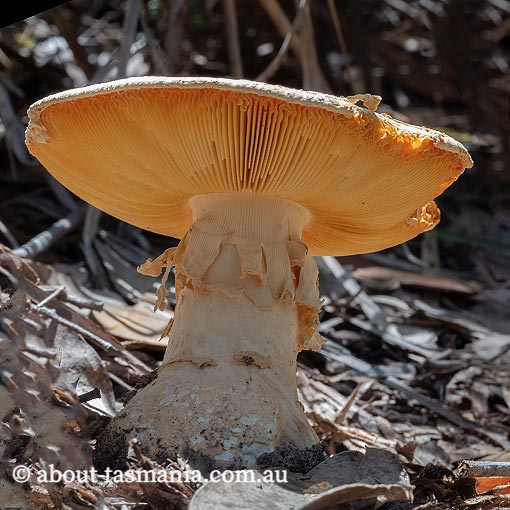 Amanita ochrophylloides, fungi, Tasmania