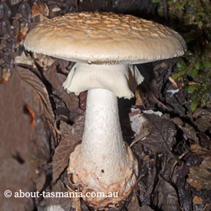 Amanita ochrophylloides