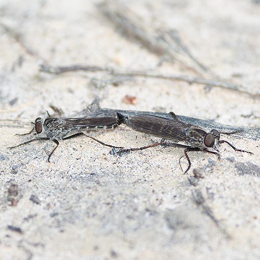 Anabarhynchus sp., Therevidae, Tasmania