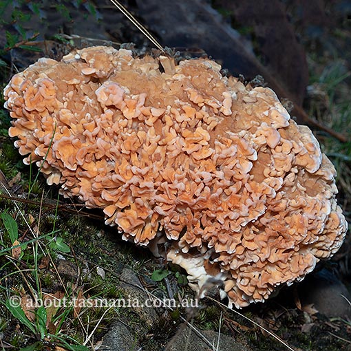 Aphelaria sp., fungi, Tasmania