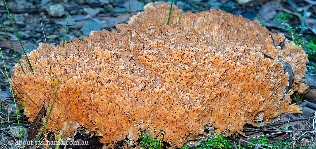 Aphelaria sp., fungi, Tasmania