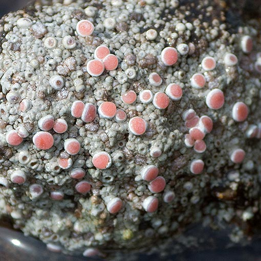 Placopsis lambii, lichen, Tasmania