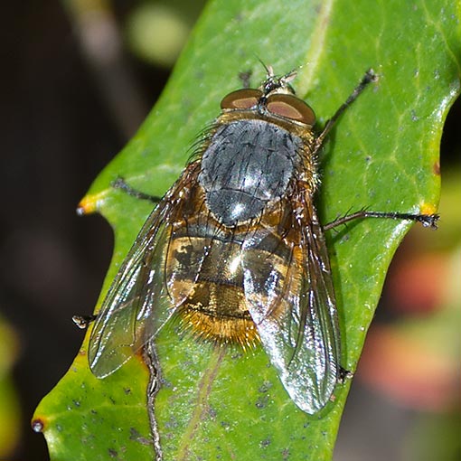 Calliphora_hilli Calliphora hilli,<br />
Golden Blowfly, Calliphoridae, Tasmania