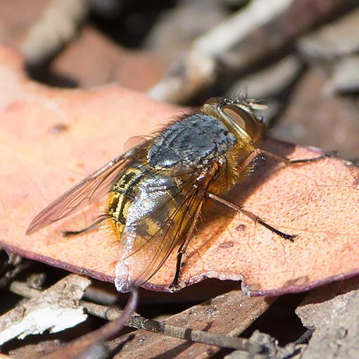 Calliphora_hilli2 Calliphora hilli,<br />
Golden Blowfly, Calliphoridae, Tasmania