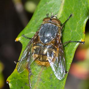 Calliphora hilli