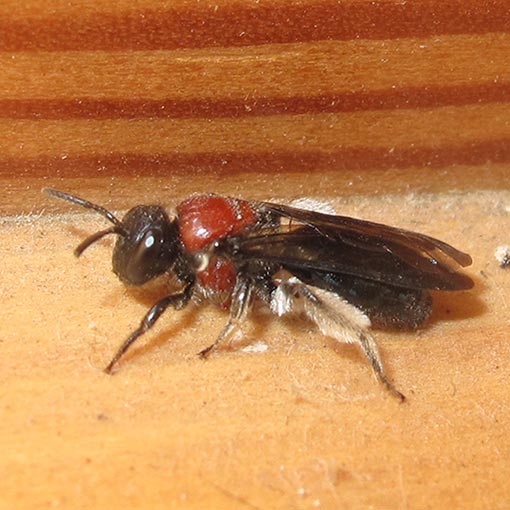 Callomelitta picta,<br />
Short-Tongued Bee, Colletidae, Tasmania