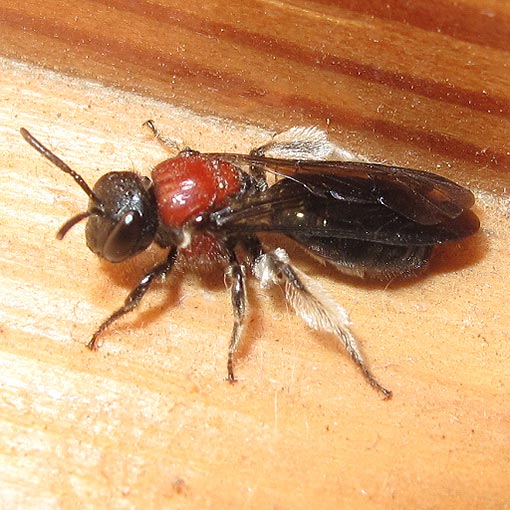 Callomelitta picta, Short-Tongued Bee, Colletidae, Tasmania