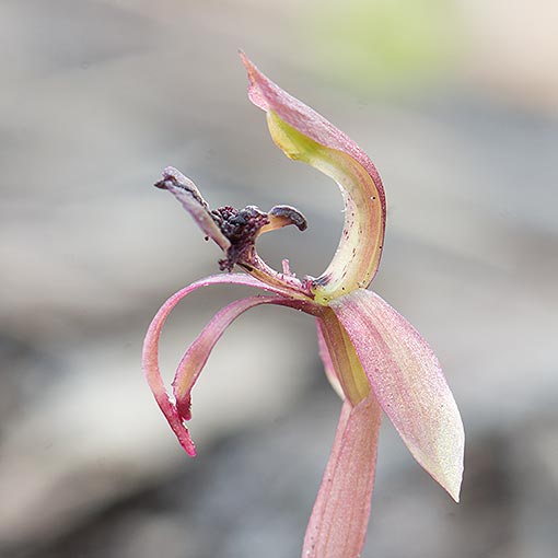 Chiloglottis reflexa,<br />
Autumn Bird Orchid, Tasmania