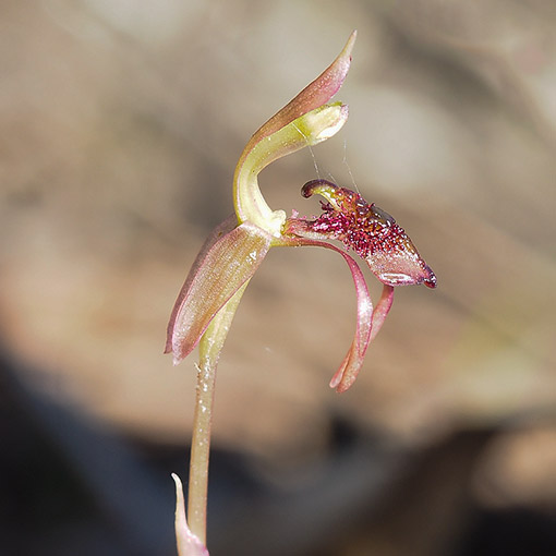 Chiloglottis reflexa, Autumn Bird Orchid, Tasmania