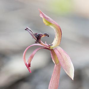 Chiloglottis reflexa