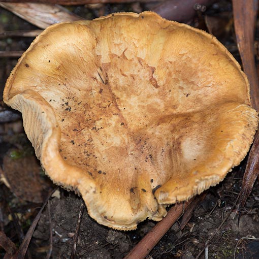 Cortinarius chrysopocos, fungi, Tasmania