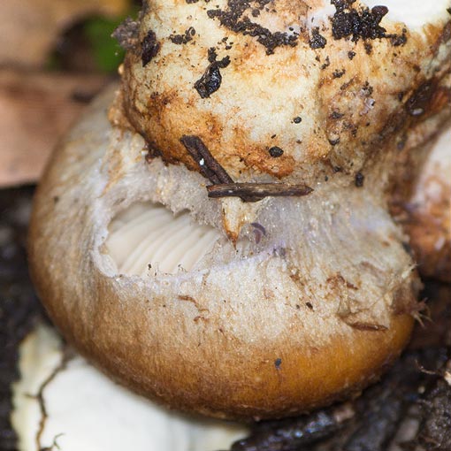 Cortinarius chrysopocos, fungi, Tasmania