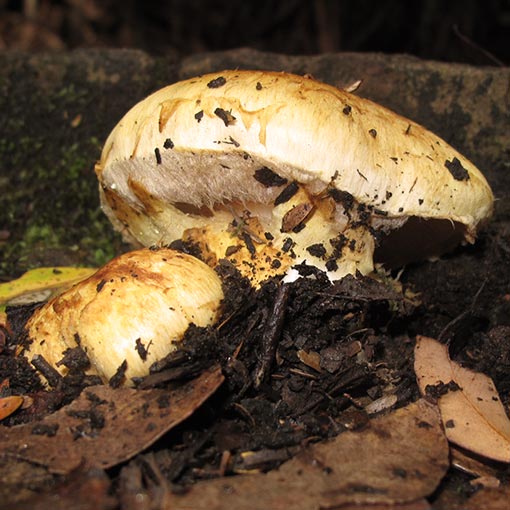 Cortinarius chrysopocos, fungi, Tasmania