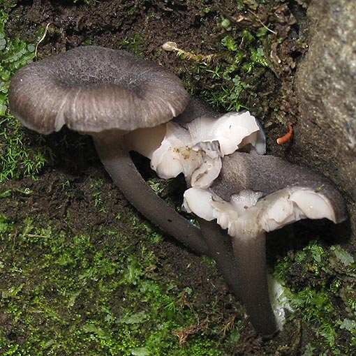 Entoloma saponicum, fungi, Tasmania