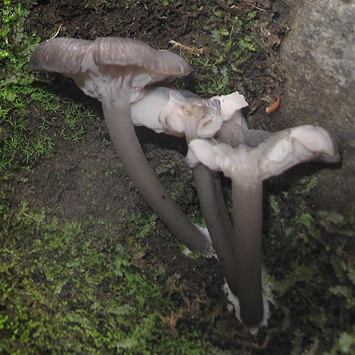 Entoloma saponicum, fungi, Tasmania