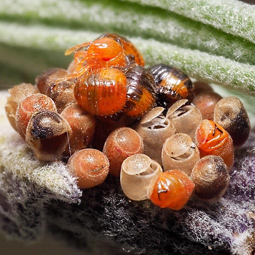 Agonoscelis rutila, horehound bug, Pentatomidae, Tasmania