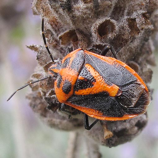 Agonoscelis rutila, horehound bug, Pentatomidae, Tasmania