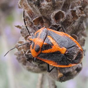 Agonoscelis rutila