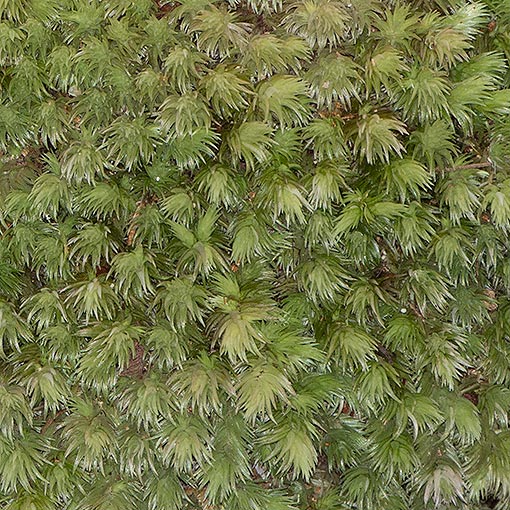 Leucobryum candidum, cushion moss, Tasmania