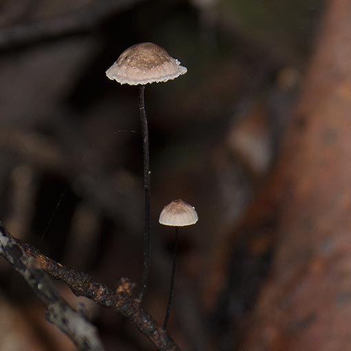 Marasmius ‘angina’, fungi, Tasmania