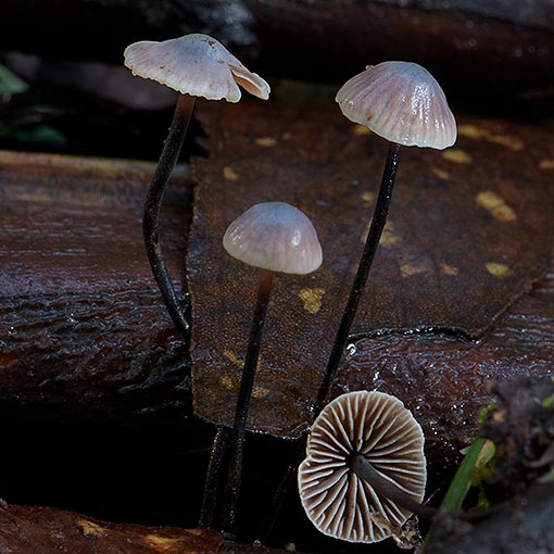 Marasmius ‘angina’, fungi, Tasmania
