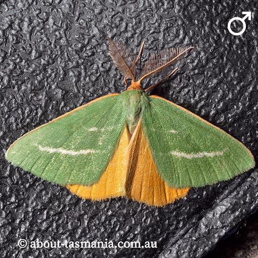 Mixochroa gratiosata, Geometridae, Tasmania, moth
