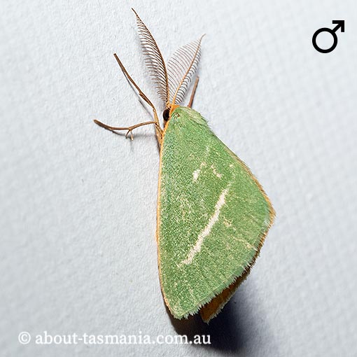 Mixochroa gratiosata, Geometridae, Tasmania, moth