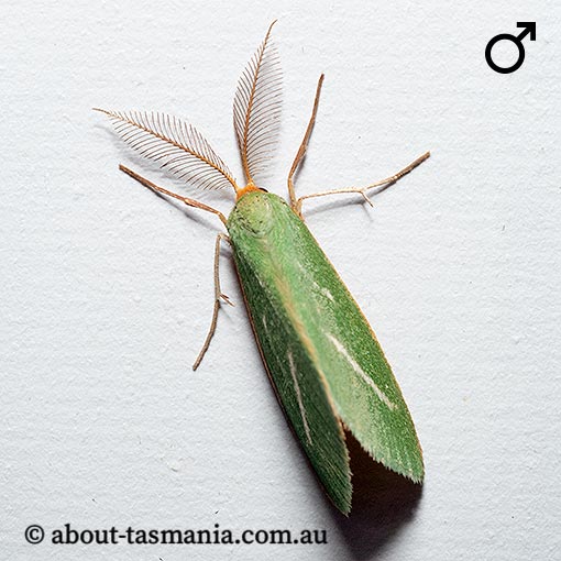 Mixochroa gratiosata, Geometridae, Tasmania, moth