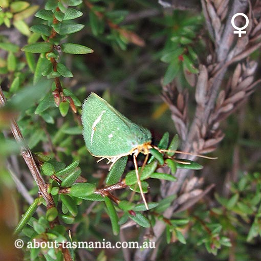 Mixochroa gratiosata, Geometridae, Tasmania, moth