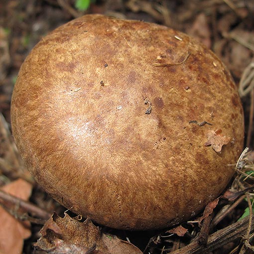 Paxillus cuprinus, fungi, Tasmania
