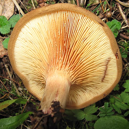 Paxillus cuprinus, fungi, Tasmania