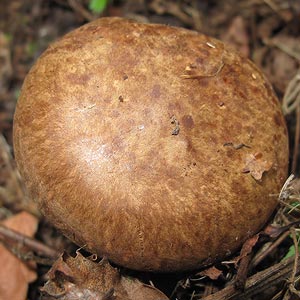 Paxillus cuprinus