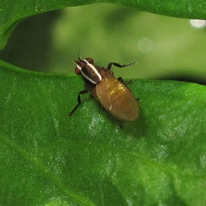 Poecilohetaerus albolineatus