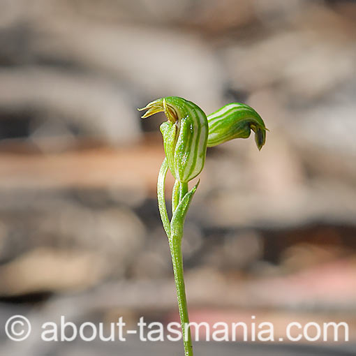 Pterostylis parviflora,<br />
Tiny Greenhood, Tasmania
